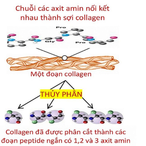 peptides